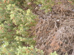 Melaleuca cuticularis