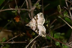 Xanthorhoe semifissata