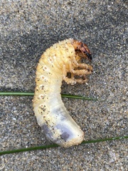 Polyphylla decemlineata