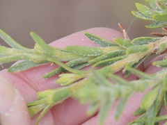 Melaleuca cuticularis