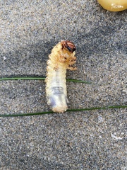 Polyphylla decemlineata