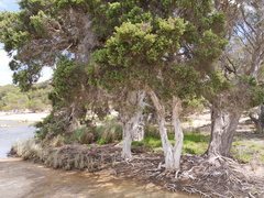 Melaleuca cuticularis