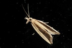 Bactra noteraula