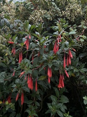 Fuchsia boliviana
