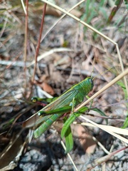 Schistocerca alutacea