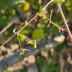 Commicarpus brandegeei