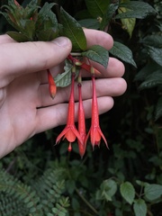 Fuchsia boliviana