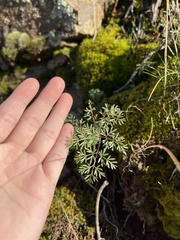 Lomatium salmoniflorum