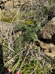 Lomatium salmoniflorum