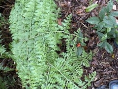 Microlepia nepalensis