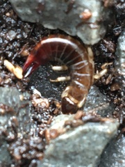 Euborellia annulipes