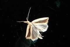 Bactra noteraula
