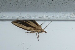 Bactra noteraula