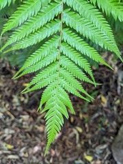 Cyathea dealbata