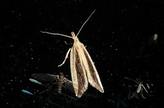 Bactra noteraula