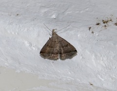 Lysimelia neleusalis