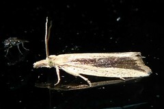 Bactra noteraula