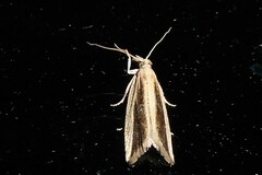 Bactra noteraula