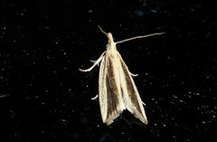 Bactra noteraula