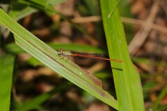 Ceriagrion aeruginosum