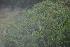 Passerella iliaca