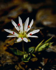 Stellaria longipes