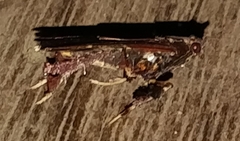 Chrysauginae