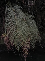 Lophosoria