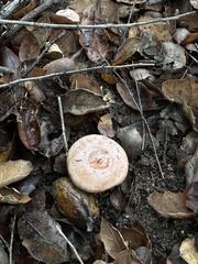 Lactarius xanthogalactus