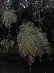 Lophosoria