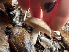 Lactarius xanthogalactus