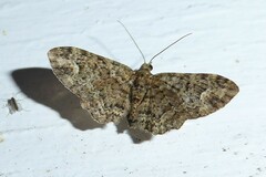 Pasiphilodes testulata