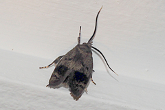 Pycnocera hypoxantha