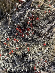 Cladonia bellidiflora