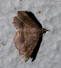 Pangrapta obscurata