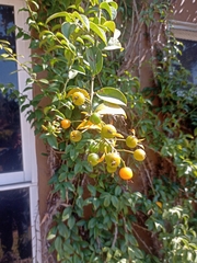 Pereskia