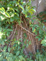 Pereskia