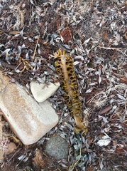 Undaria pinnatifida