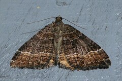 Hydriomena deltoidata