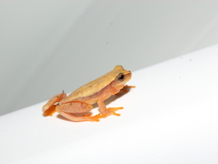Dendropsophus mathiassoni