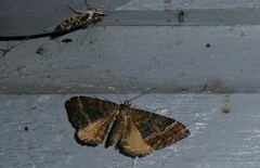 Hydriomena deltoidata