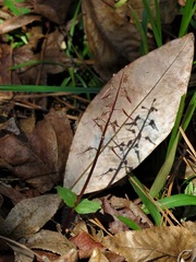 Neottia bifolia