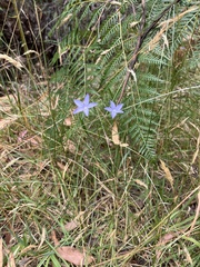 Wahlenbergia stricta
