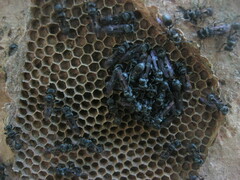 Metapolybia