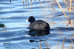 Fulica atra