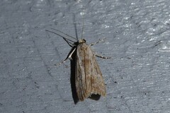 Eudonia leptalaea