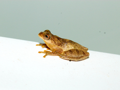 Dendropsophus minutus