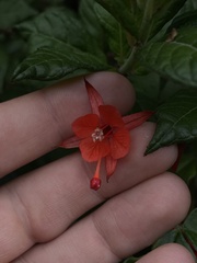 Fuchsia boliviana