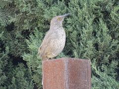 Toxostoma curvirostre