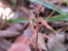 Neottia bifolia